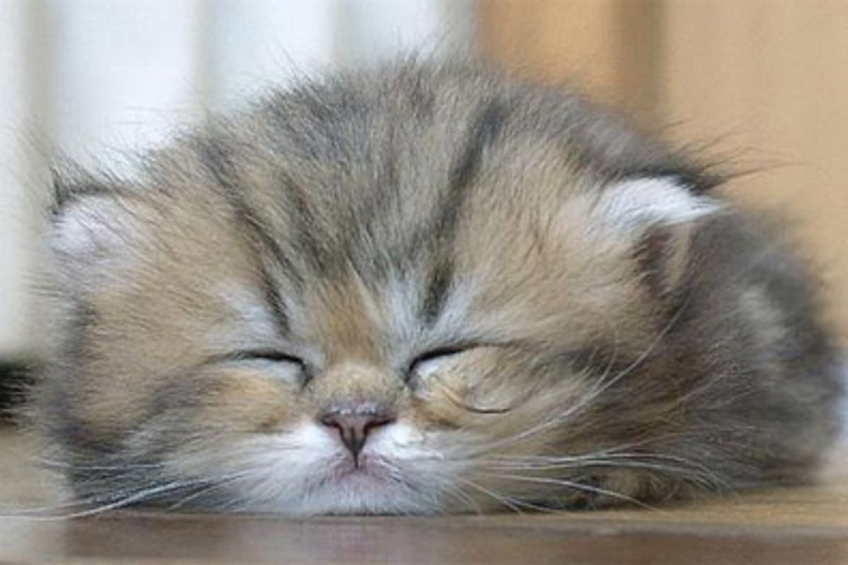 Do Cats Dream When They Sleep