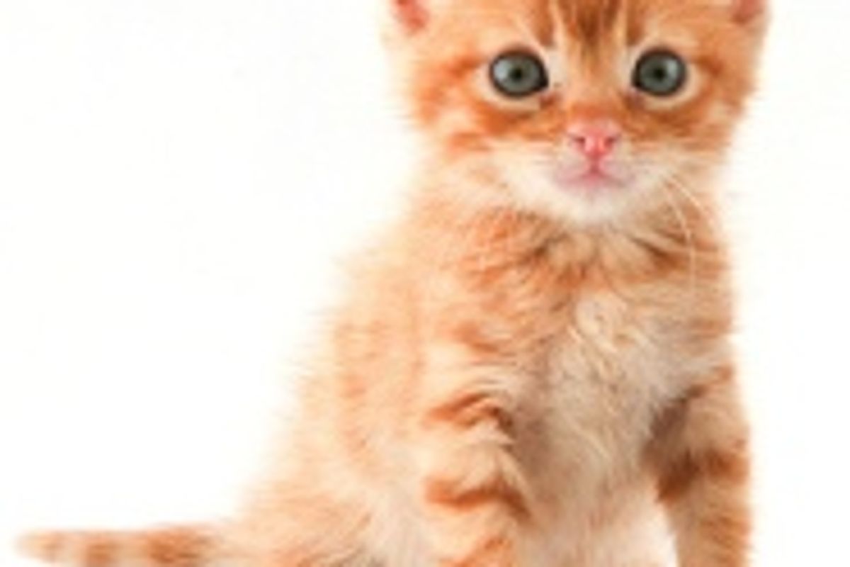 How Does Your Cat Wake You Up in the Morning?