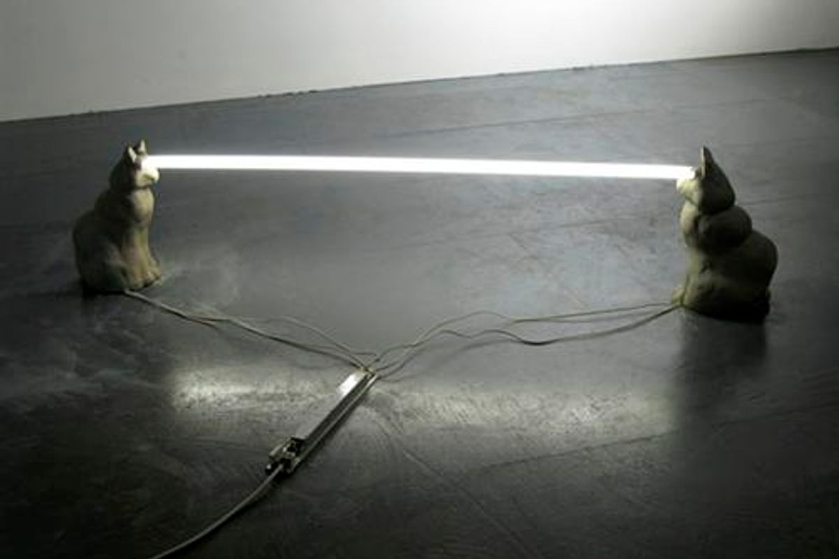 Staring Cats with Laser Beam Eyes