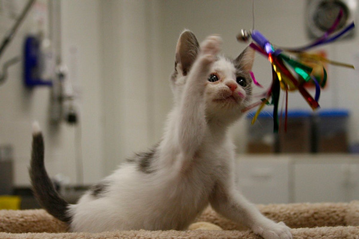 Video: Kitten Mirror and Shoes