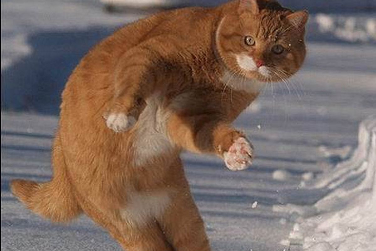 Love Meow LOLcat Contest