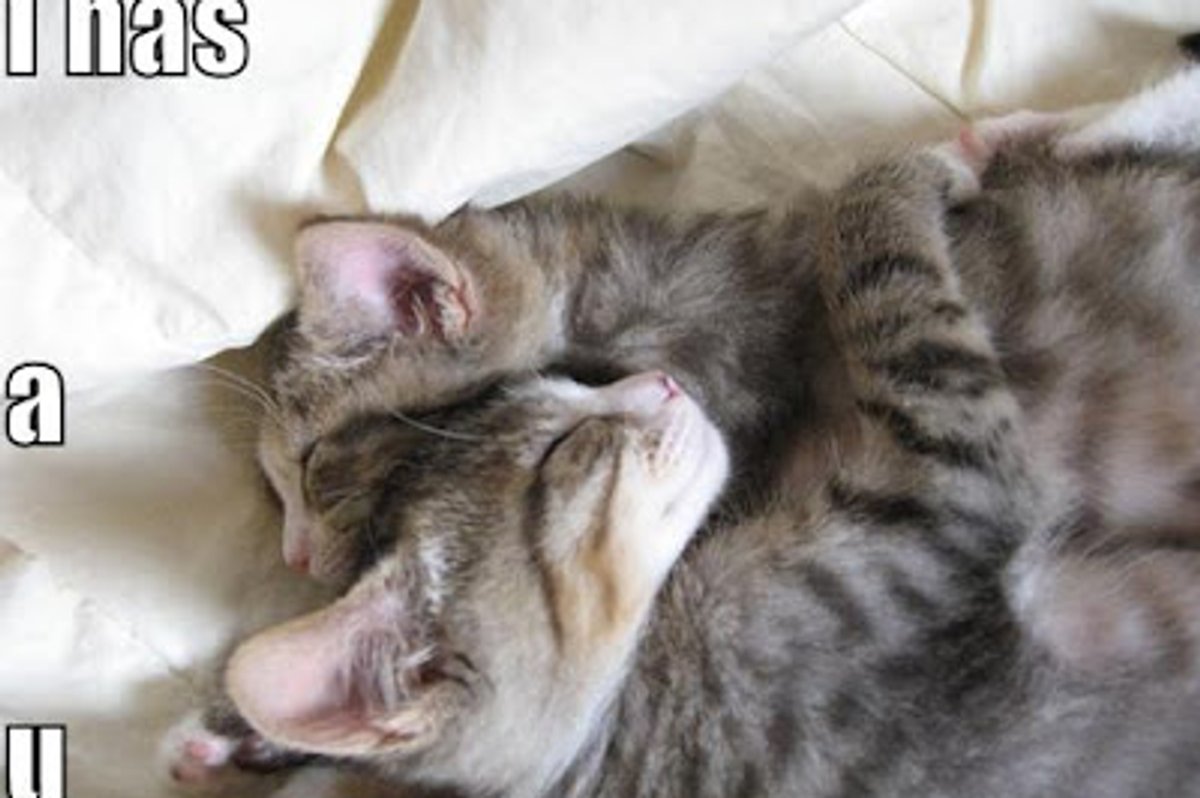 Kitteh Hugs