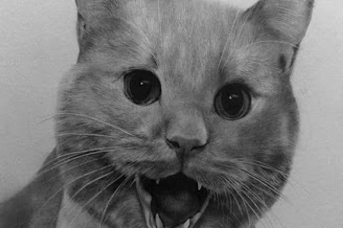 Amazing Pencil Drawings of Cats
