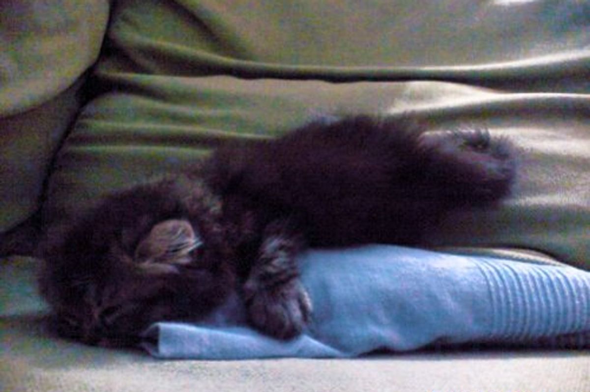 Scroll-Stopping Cats