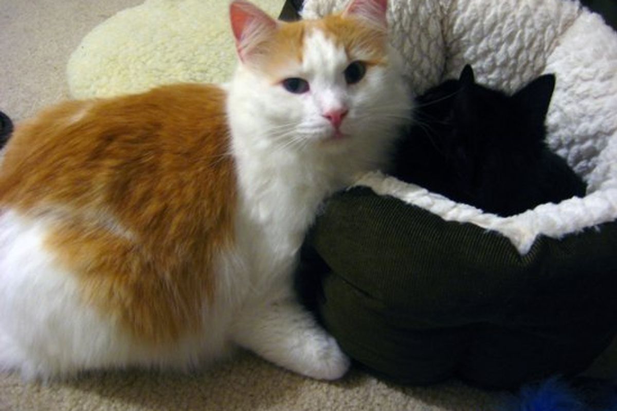 Jackie's Diary - I Luv to Nap, I Luv Mah Buddiez