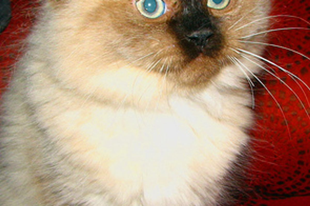 Limited Space - Where Should the Litter Box Go?