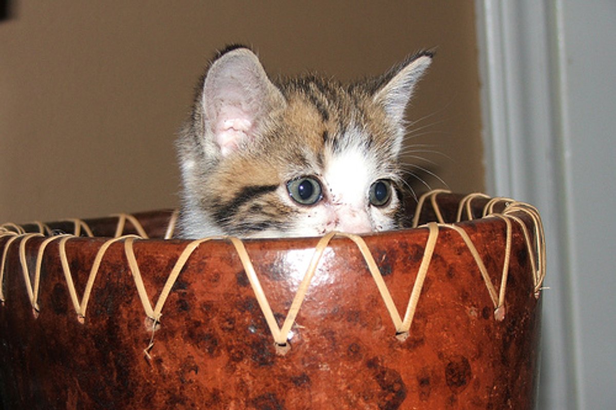 Video: Bowlz an Potz ar Bedz