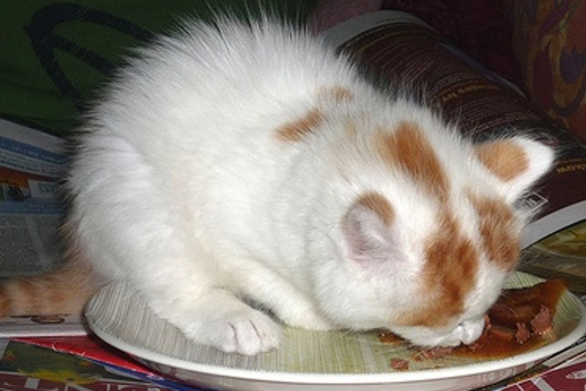 New Fundraising Appeal - Eating Cat Food