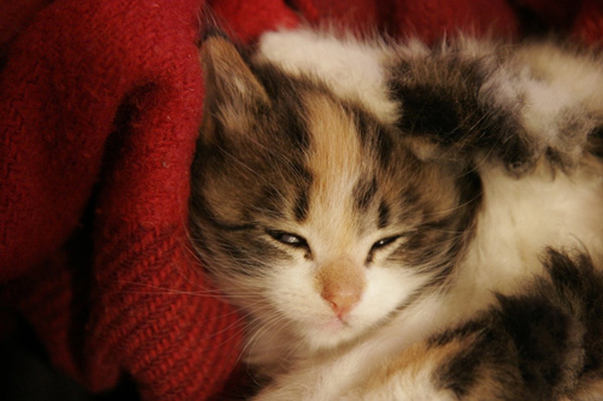 Video: Cute Kitty Says "Give it to me"