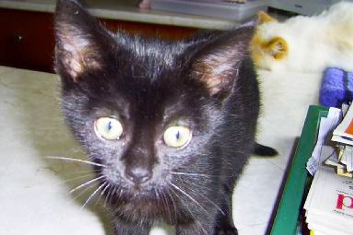 Featured Cat Story - New Member in Our Family