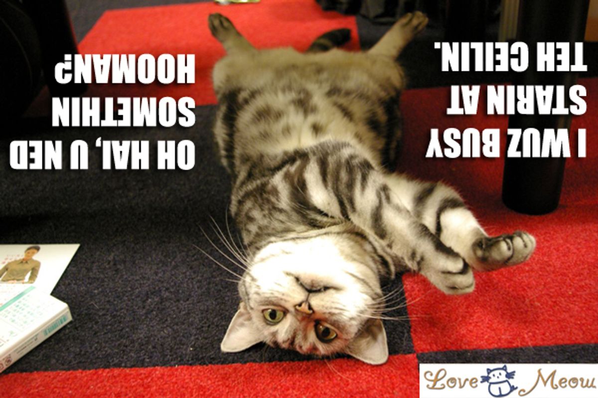 Cat Memes Gone Wild