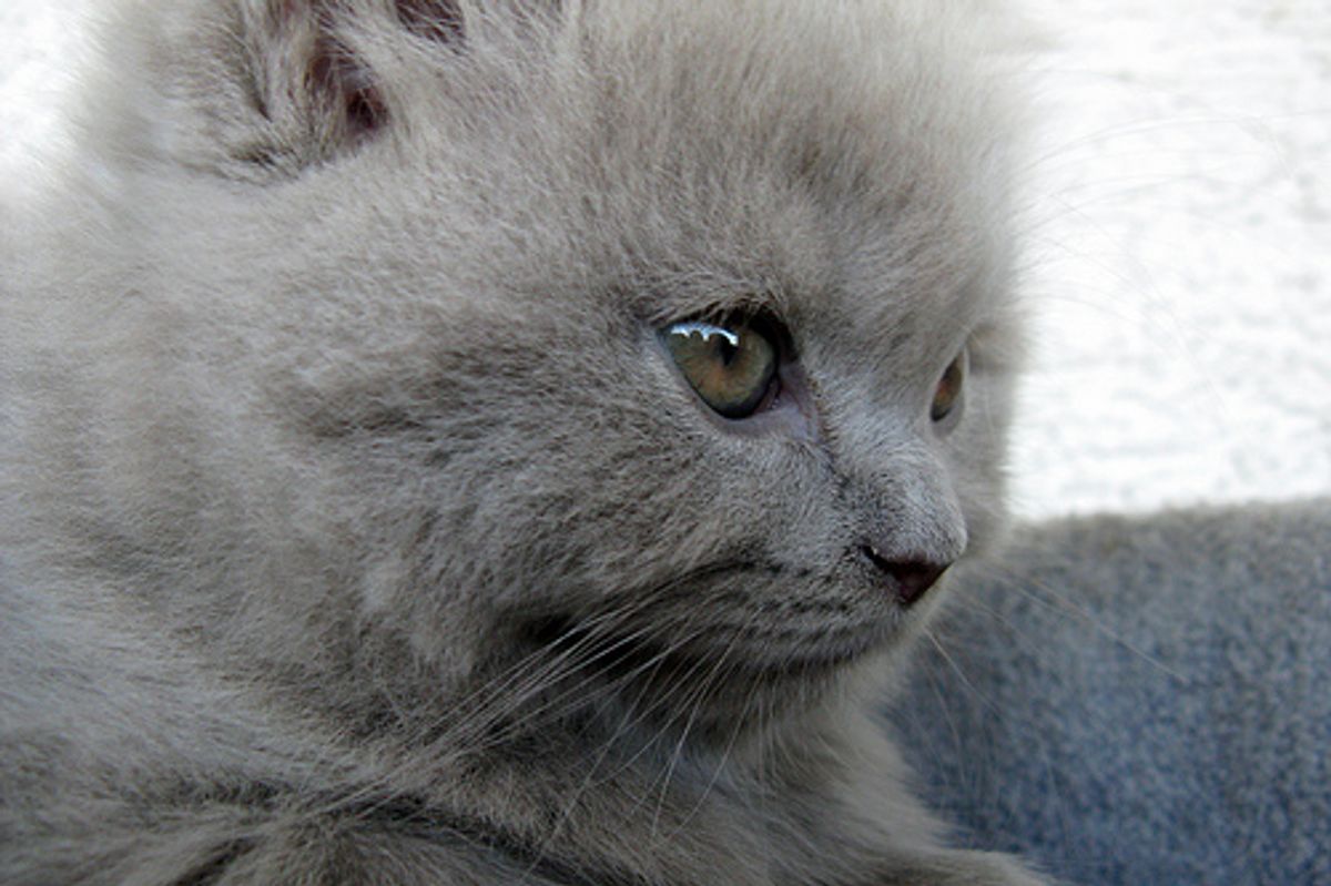 Video: Kitten Loves a Tummy Rub
