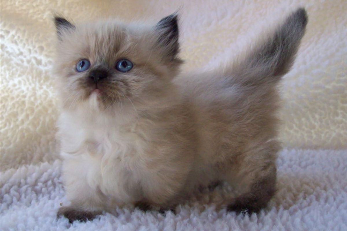 Adorable Munchkin Kittens