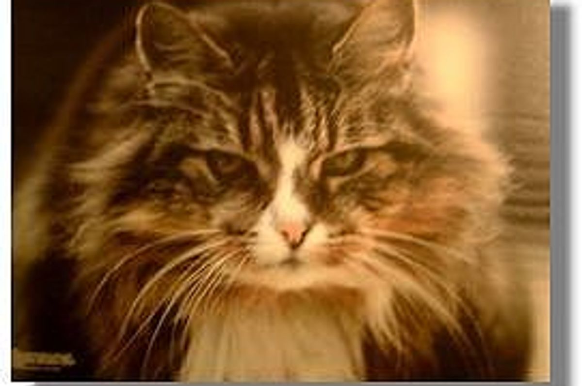 Towser - the World's Best Mouser