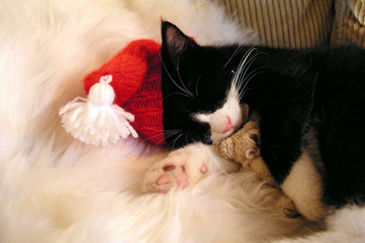 Holiday Safety Tips for Cats