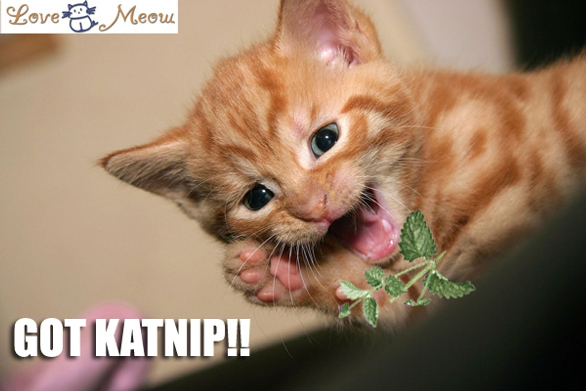 Create More Lolcat Captions