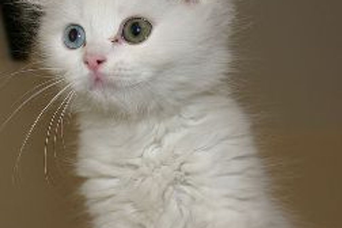 Do Cats Cry Emotional Tears?