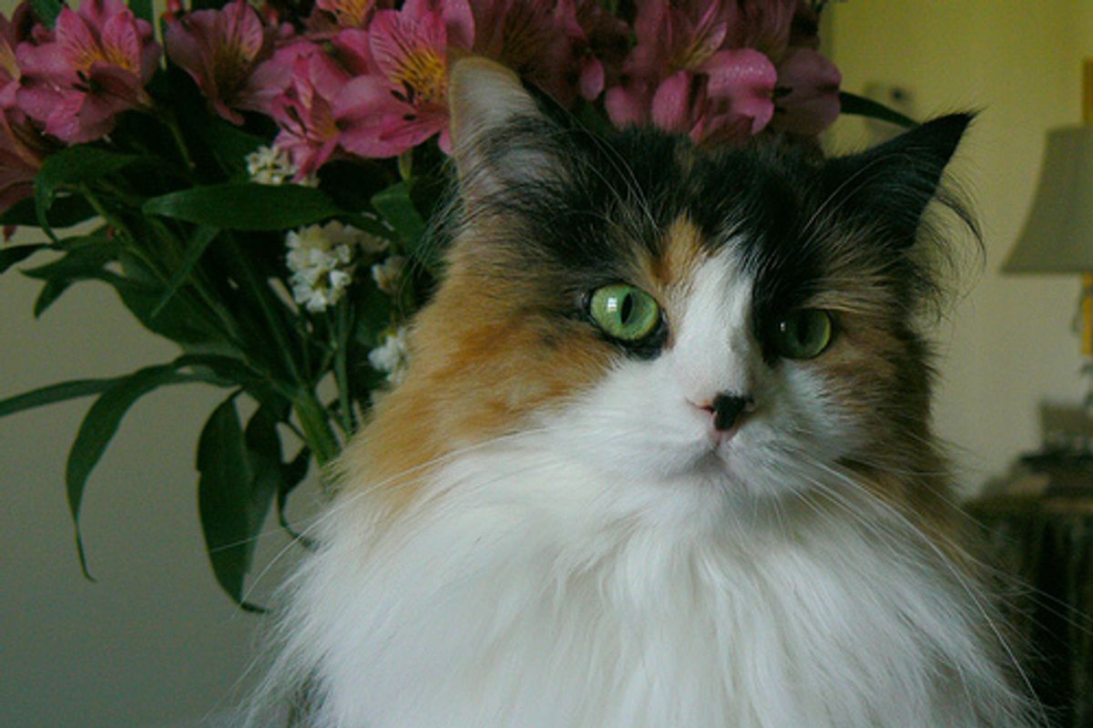 Would You Be Willing to Go Mouth-to-Muzzle to Save Cats?