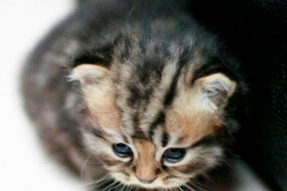 Do Cats Have a Sweet Tooth?