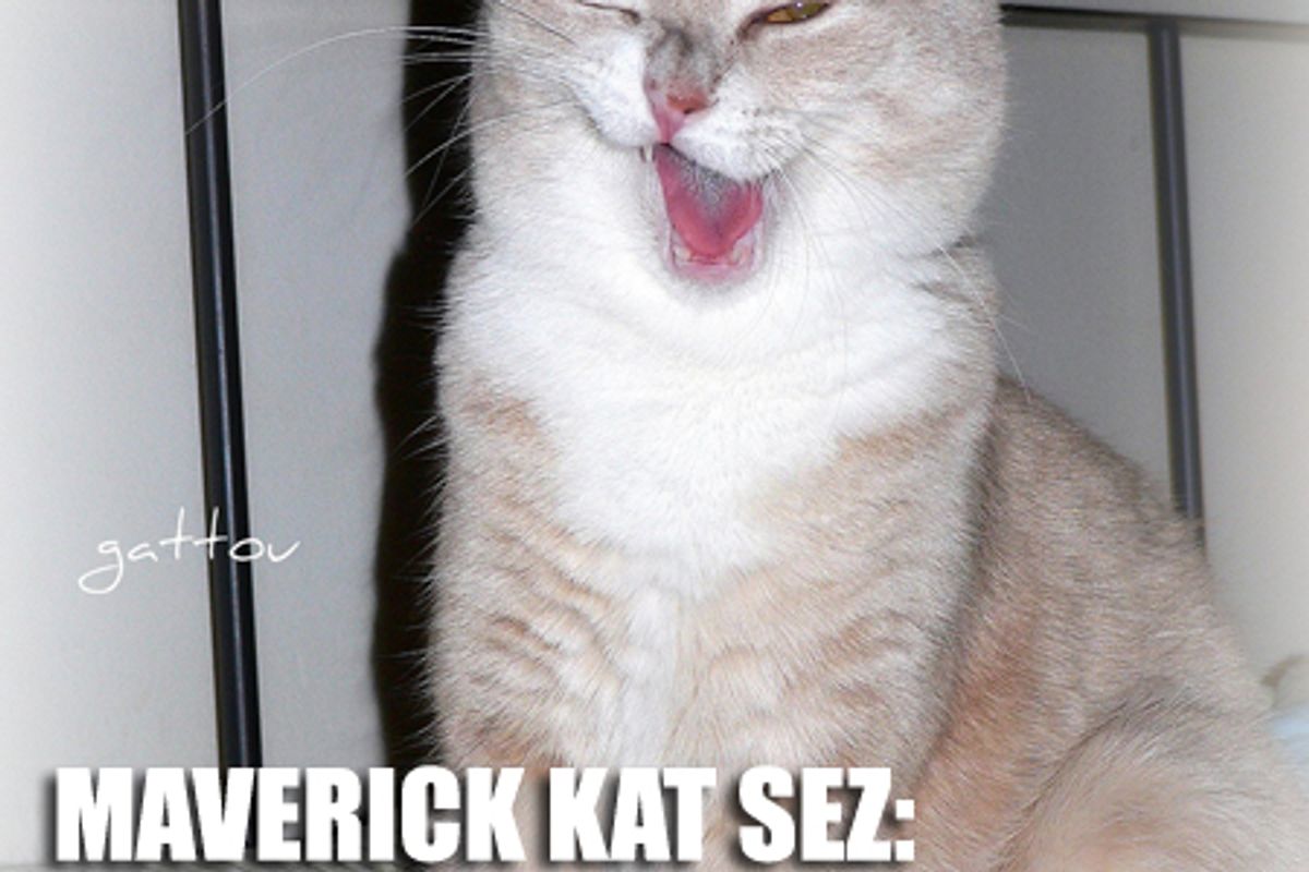 Lolcat Captions