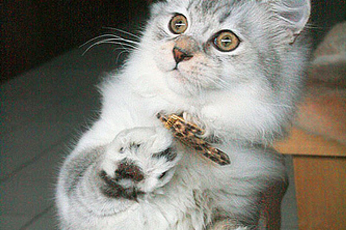 Video: Loudest Purr