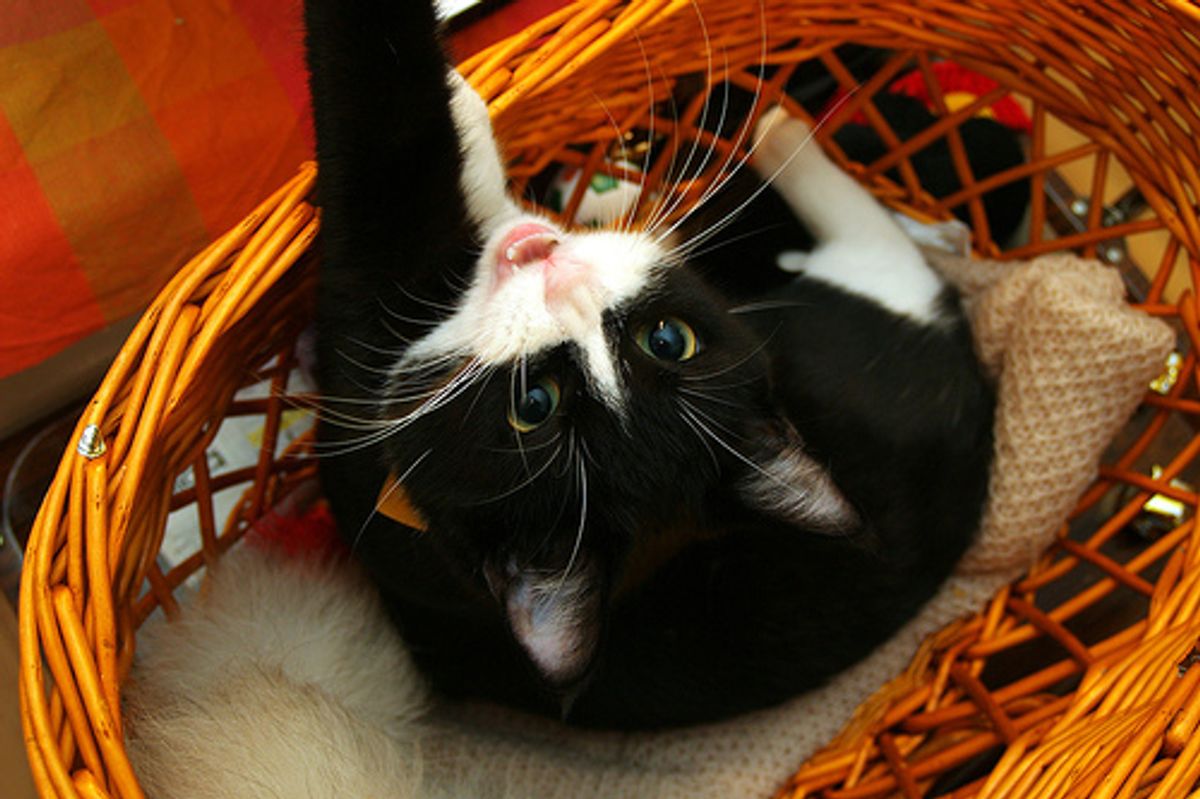 Conan's Halloween Adventure