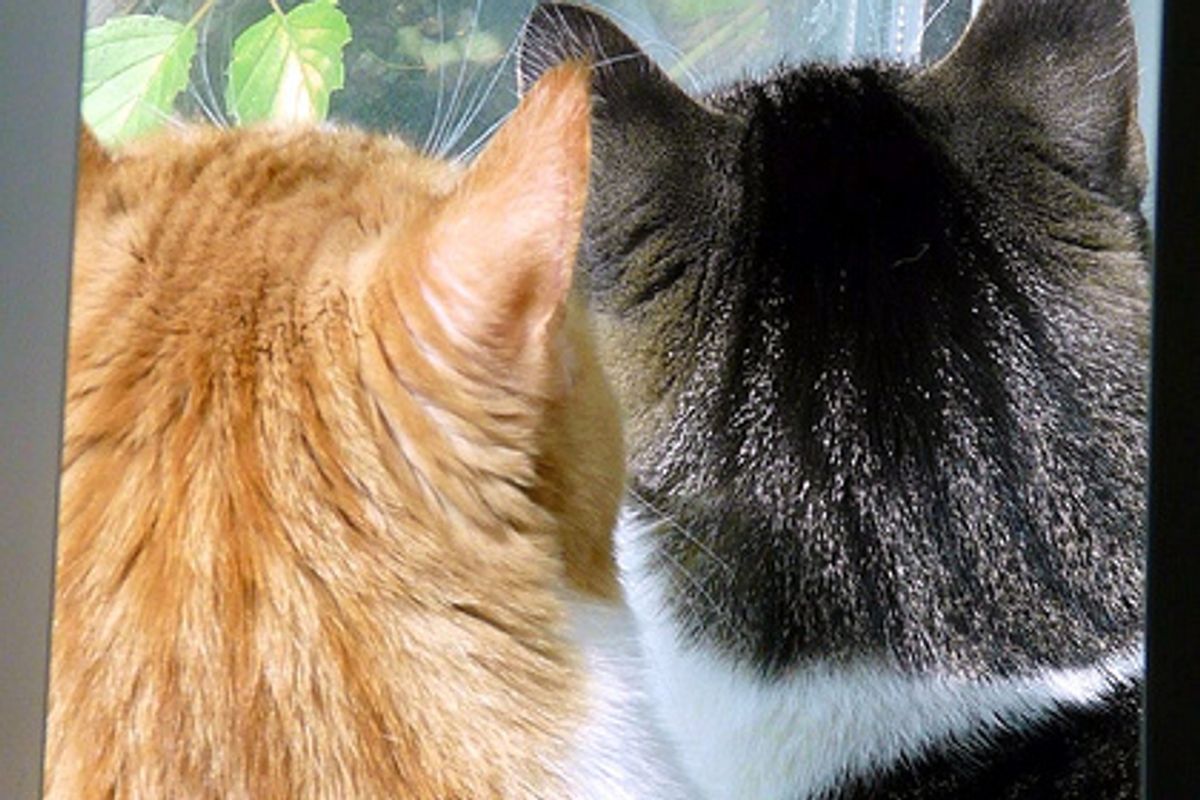 Funny Cat Face - Flehmen Response