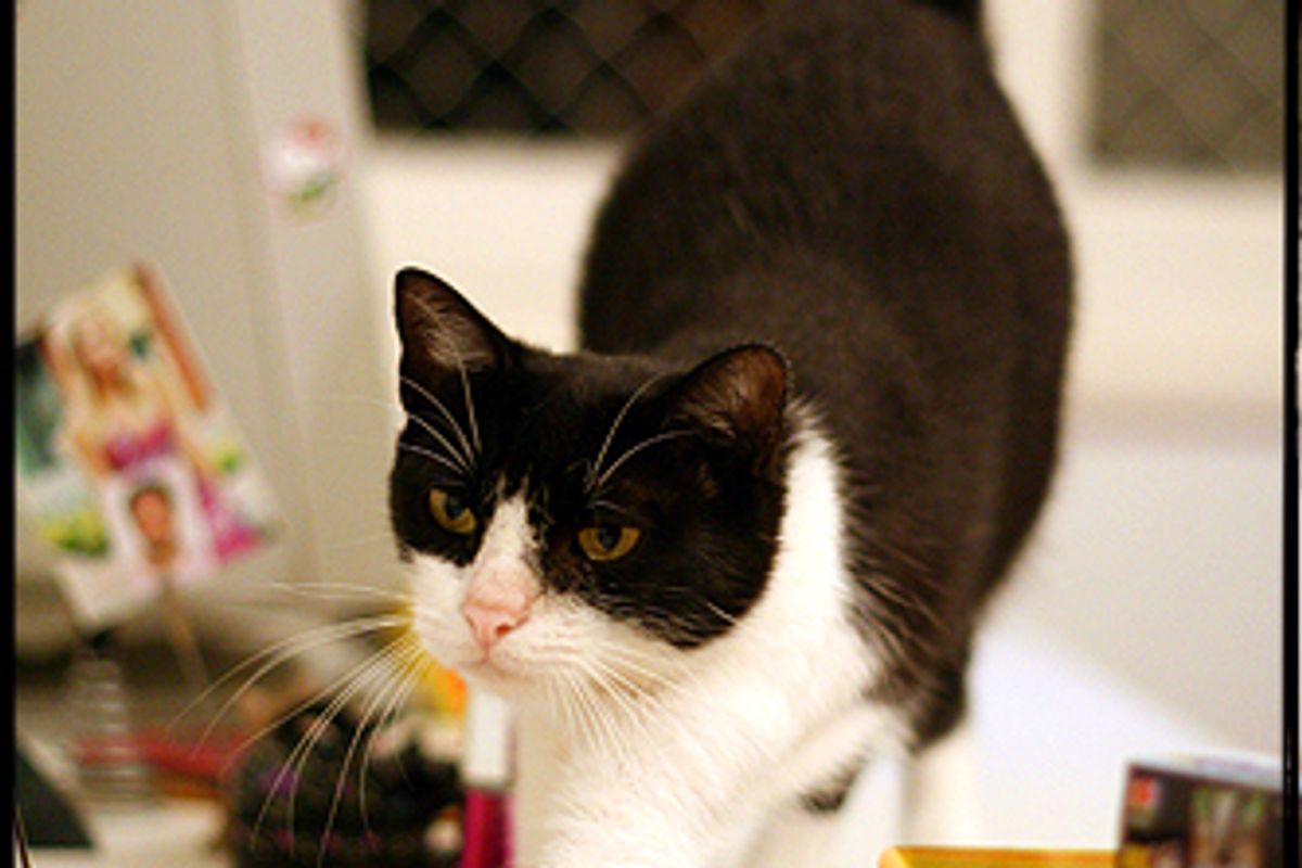 Cat Loves Electric Toothbrush