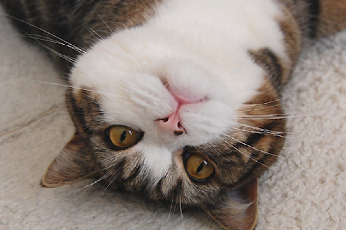 Video: Maru and a Hole