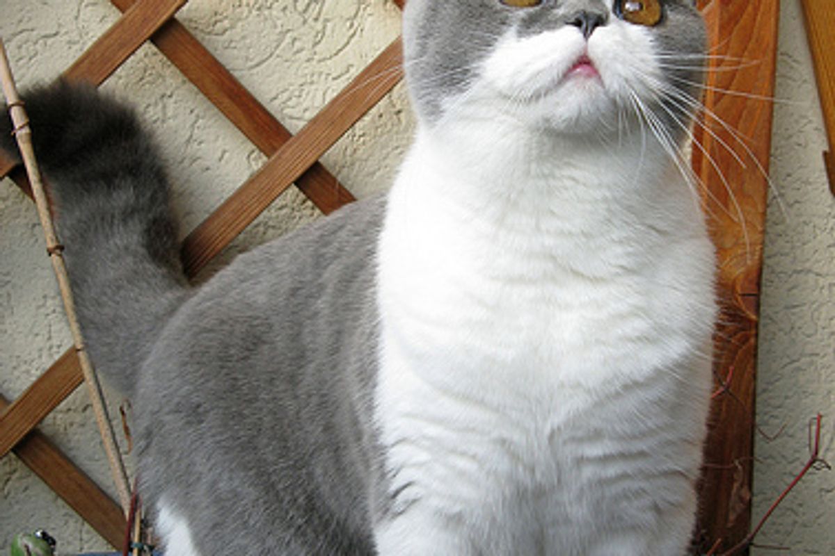 What a Cat's Purr Means