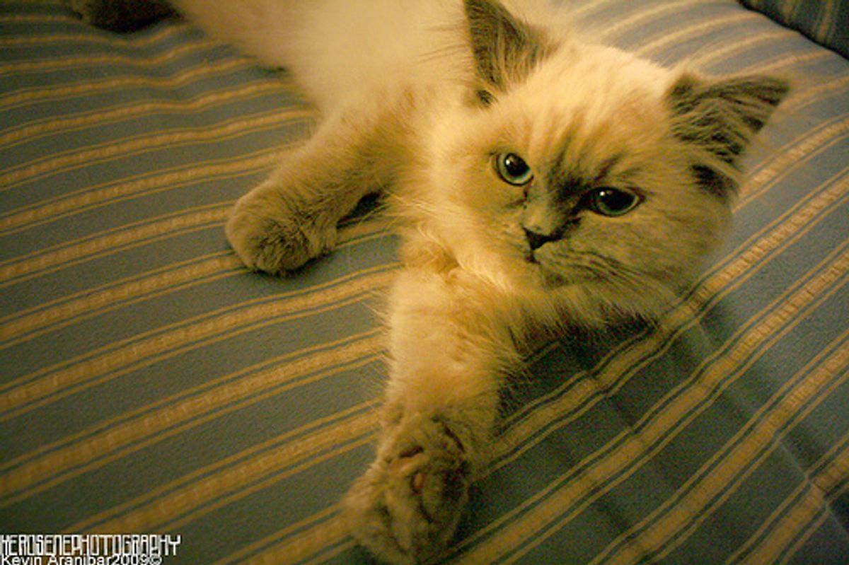 Top Reasons Why Cats Lose Their Homes