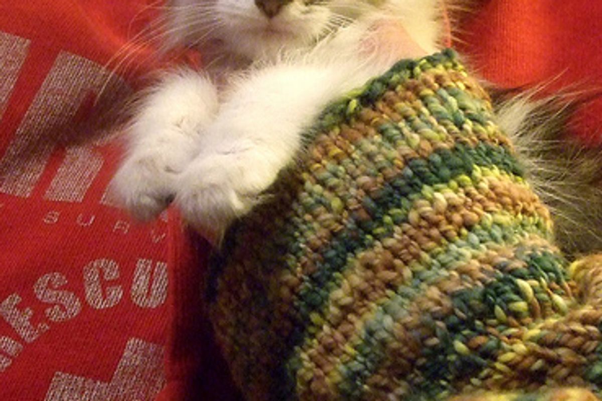 Why Does My Kitten Eat Adult Food