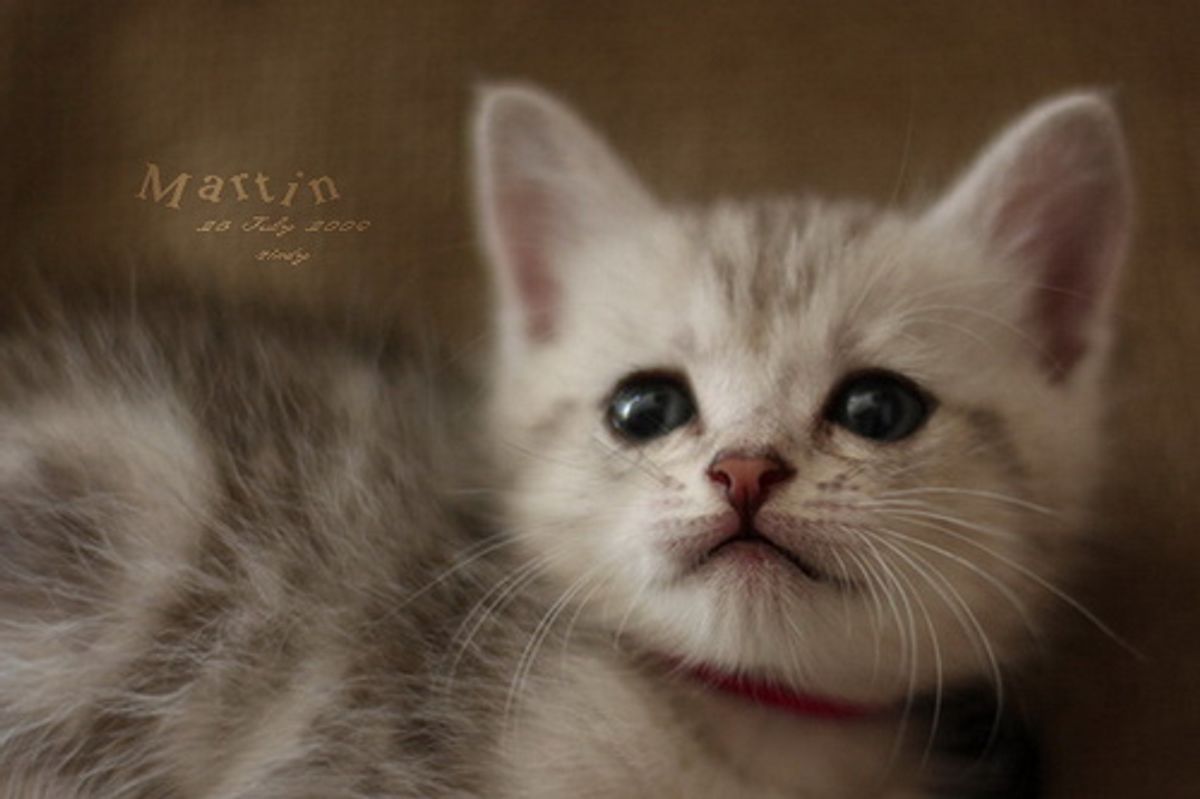 San Francisco One Step Forward in Cat De-Clawing Ban