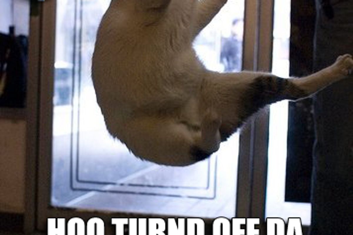 Cat Memes For Days
