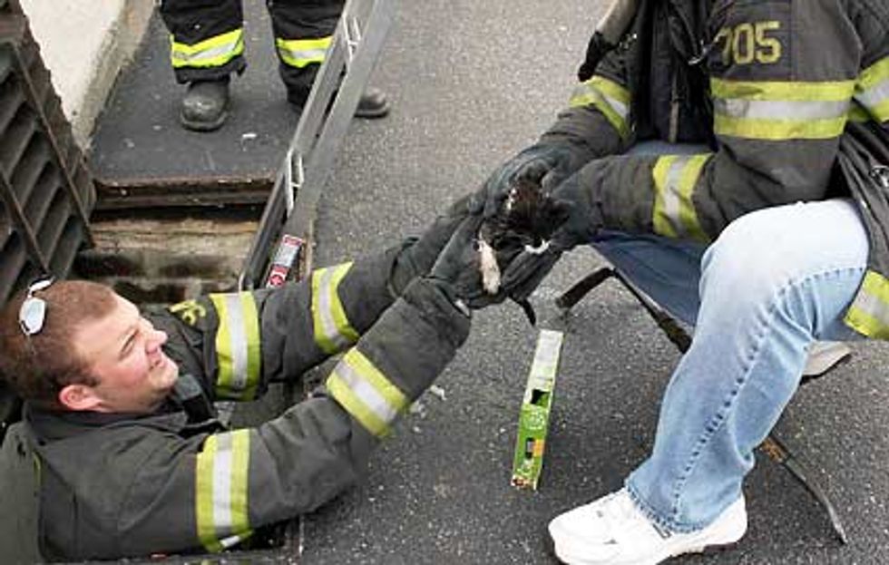 Kitten Saved from Frigid Storm Drain
