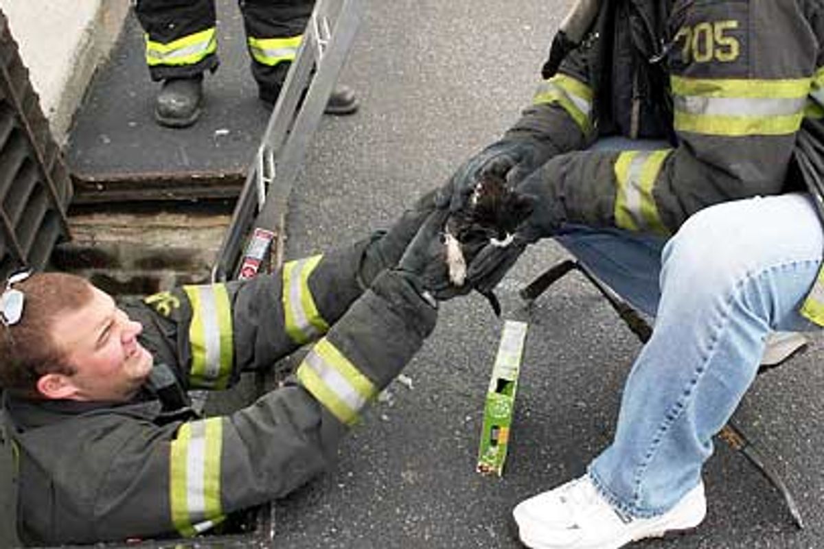 Kitten Saved from Frigid Storm Drain