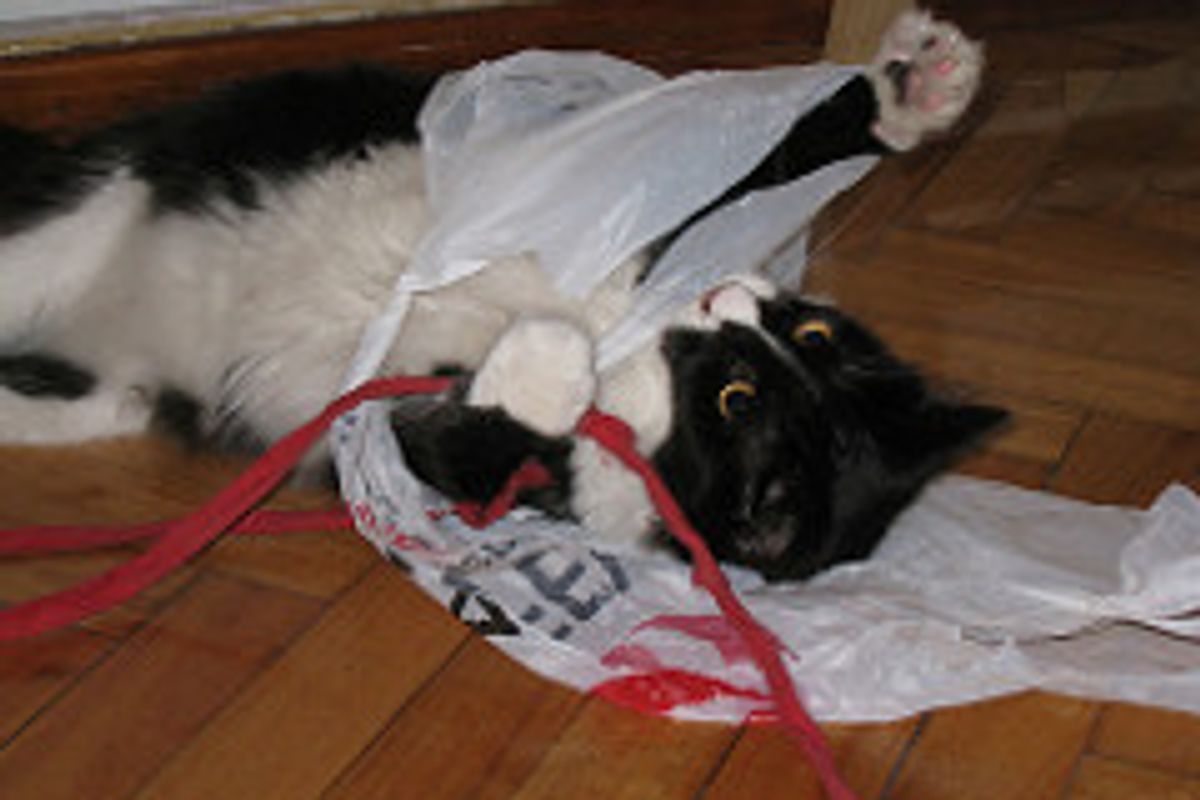 Cheap Toys For Your Cat