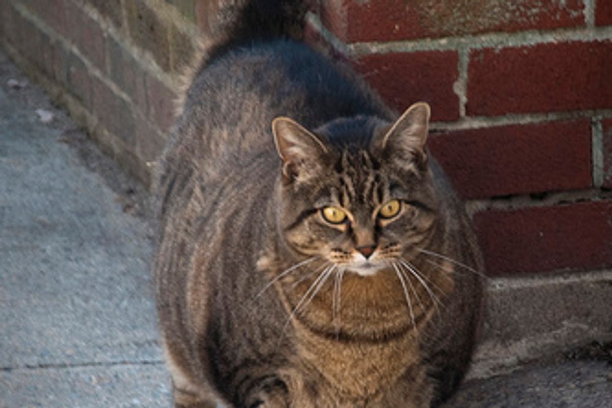 Is My Cat in Good Shape