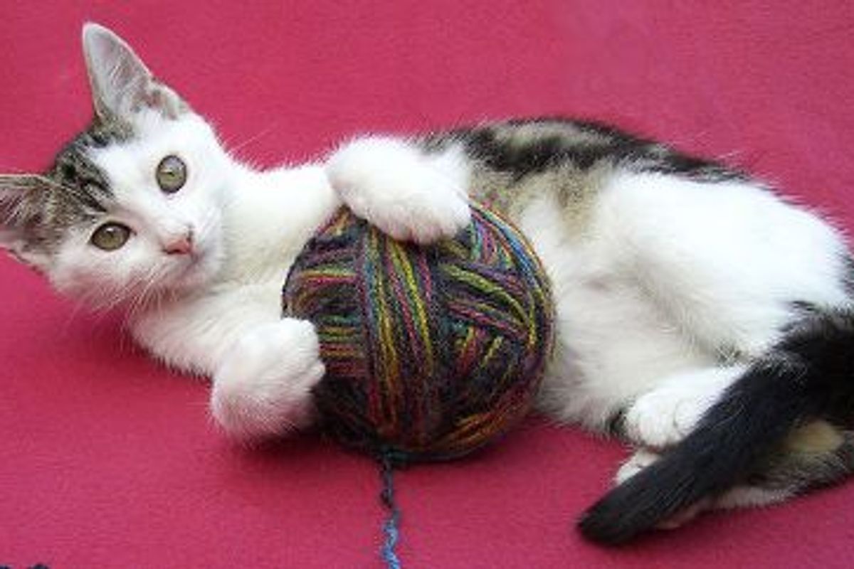 Do Cats Express Guilt