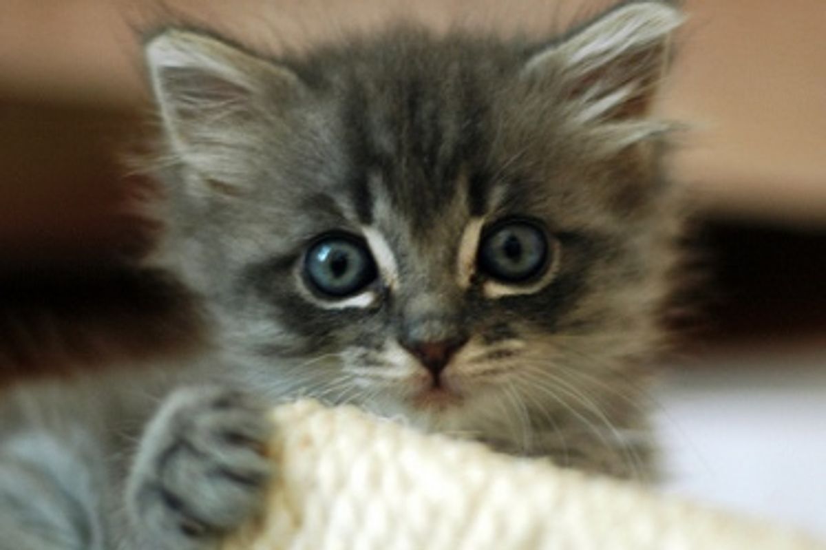 Kittens First Veterinary Exam