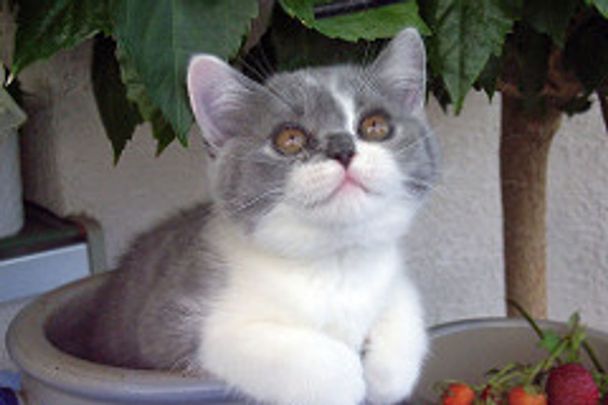 1 Million Lottery Winner Thanks Kittens for It