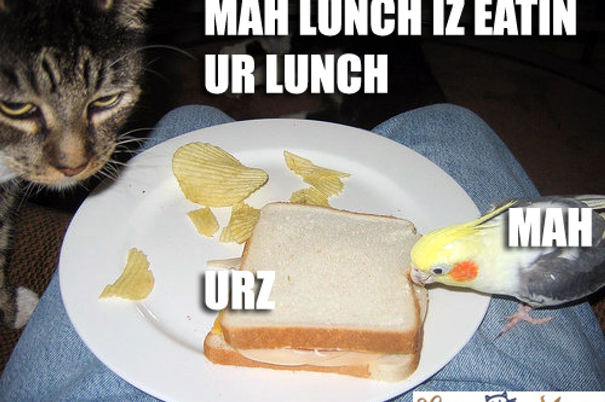 Cat Meme Captions