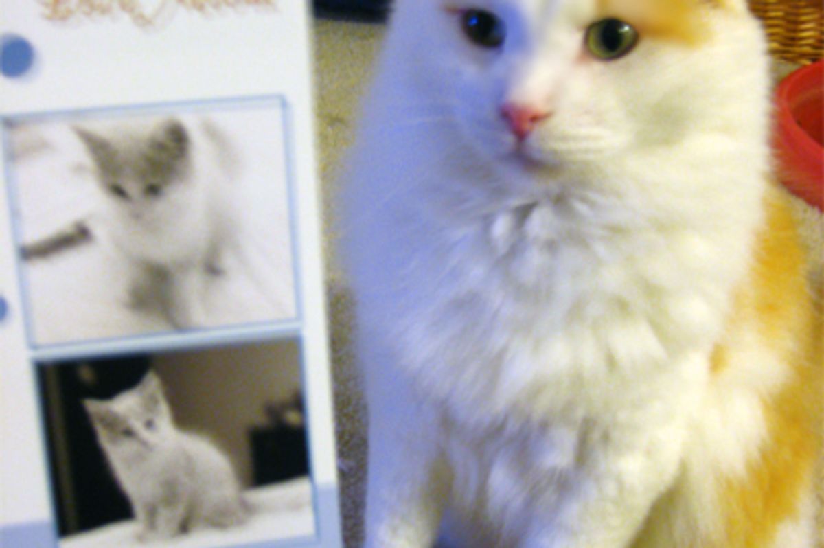 Nominate Love Meow for Best Facebook Fan Page