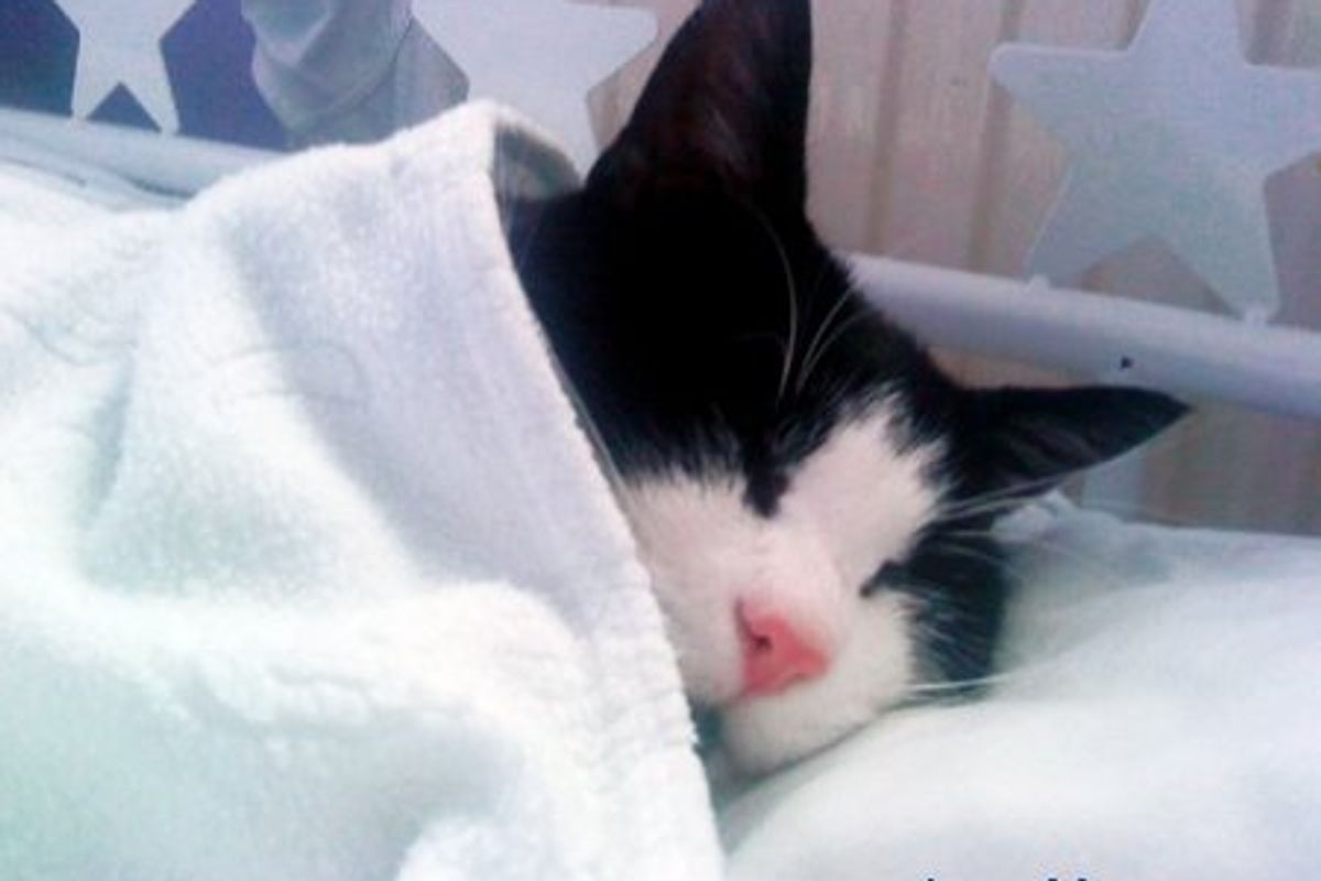 Featured Cat Pictures
