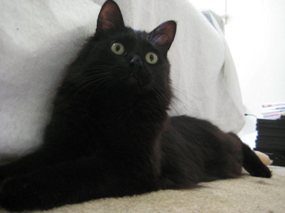 Why I Like Black Cats