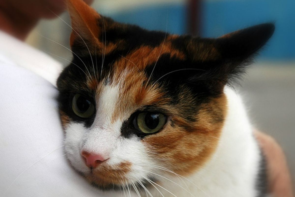 Can My Cat Get H1N1 Swine Flu