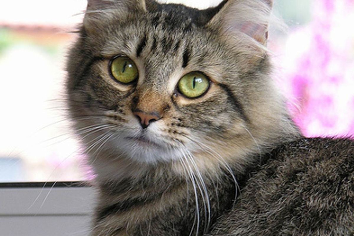 How to Oust Odors and Stomp Stains