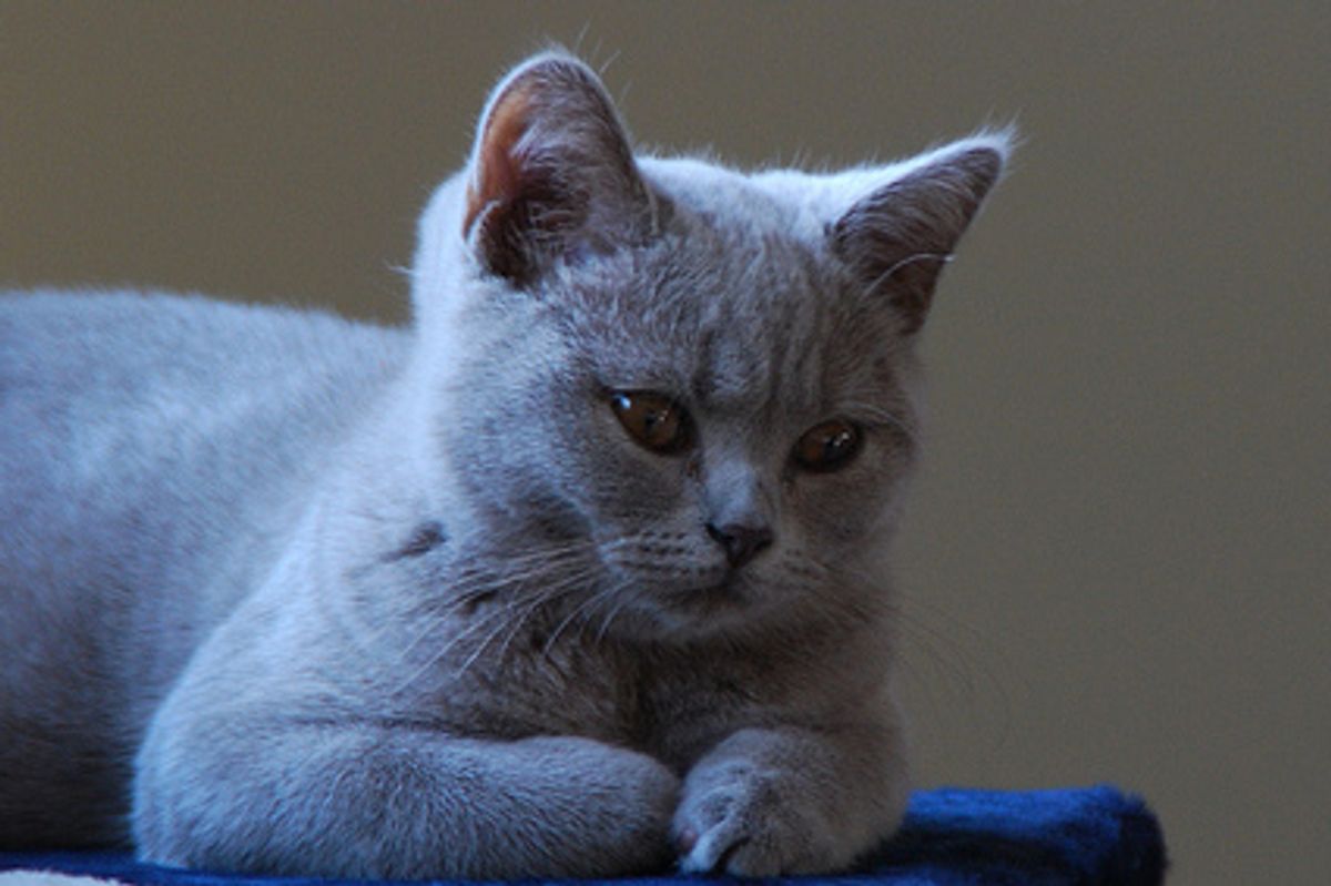 Cats are Beautiful Just the Way They are