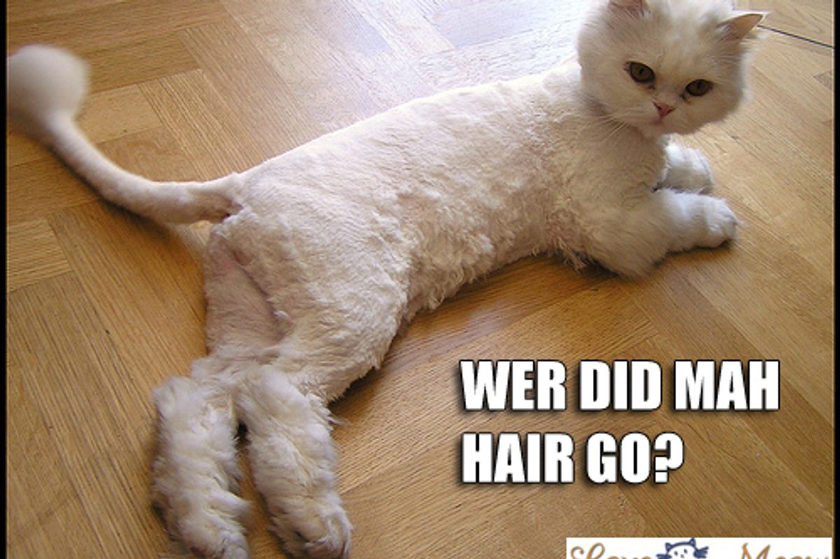 Cat Fur Bags Odd or Aww