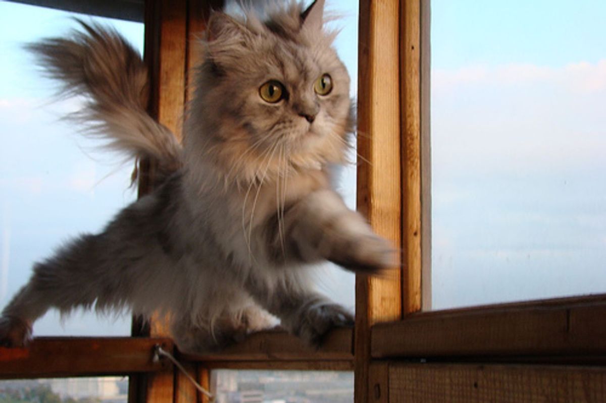 Hyper Kitten Vs Cockroach Video